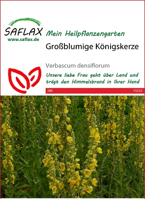 Großblumige Königskerze, Heilpflanzen Samen [Verbascum densiflorum]
