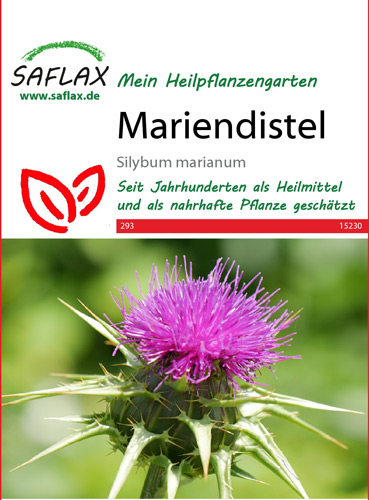 Mariendistel, Heilpflanzen Samen (Silybum marianum)