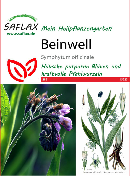 Beinwell, Heilpflanzen Samen (Symphytum officinale)