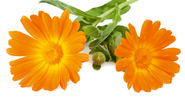 Die 6 besten Anwendungstipps für Ringelblume