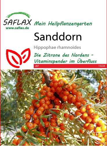 Sanddorn, Heilpflanzen Samen (Hippophae rhamnoides)