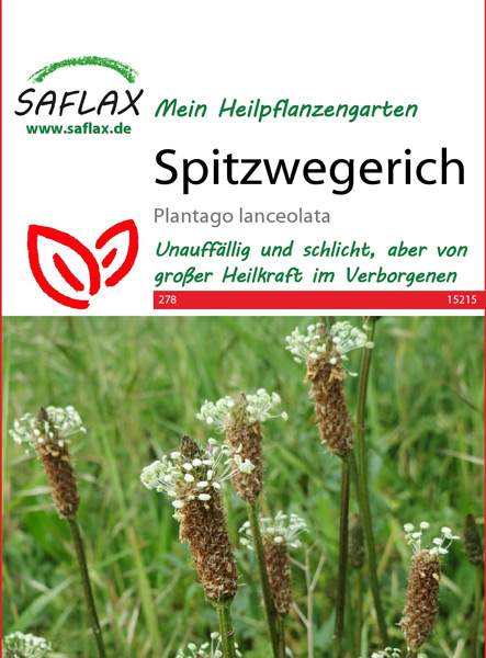 Spitzwegerich, Heilpflanzen Samen (Plantago lanceolata)
